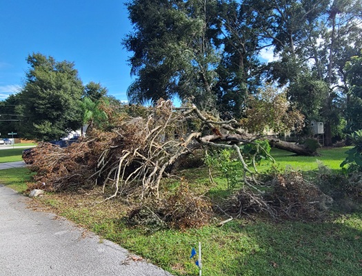 Tree Removal florida